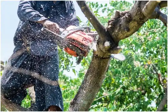 tree services Roan Mountain